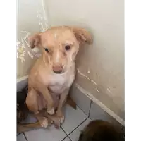 Foto dell\'animale Comune di Montemiletto - 380260044434181