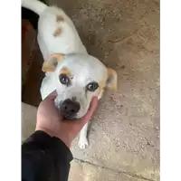 Foto dell\'animale Comune di Grottolella - 380260044440802
