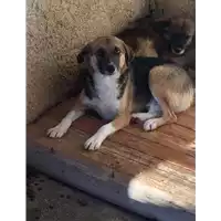Foto dell\'animale Comune di Montefredane - 380260044397448