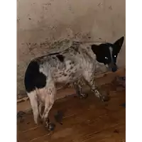 Foto dell\'animale Comune di Altavilla Irpina - 380260044970502