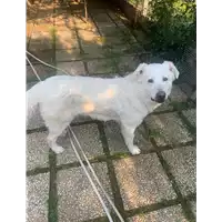 Foto dell\'animale Comune di Paduli - 380260044408466