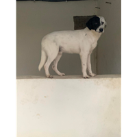 Foto dell\'animale Comune di Capriglia Irpina - 380260044442892