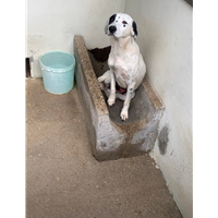 Foto dell\'animale Comune di Capriglia Irpina - 380260044480055