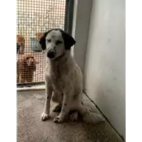 Foto dell\'animale Comune di Altavilla Irpina - 380260044479458