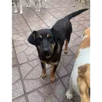 Foto dell\'animale Comune di Altavilla Irpina - 380260044442090