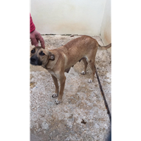 Foto dell\'animale Comune di Altavilla Irpina - 380260044442239