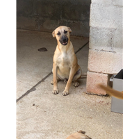 Foto dell\'animale Comune di Altavilla Irpina - 380260044440729