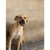 Foto dell\'animale Comune di Altavilla Irpina - 380260044442732