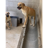 Foto dell\'animale Comune di Altavilla Irpina - 380260044441978