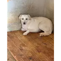 Foto dell\'animale Comune di Altavilla Irpina - 380260044442098