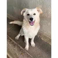 Foto dell\'animale Comune di Altavilla Irpina - 380260044441996