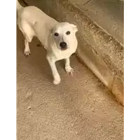 Foto dell\'animale Comune di Altavilla Irpina - 380260044441984
