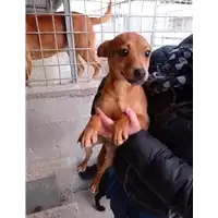 Foto dell\'animale Comune di Amorosi - 380260044418598