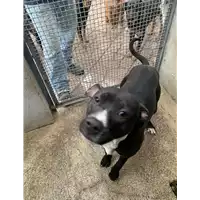 Foto dell\'animale Comune di Altavilla Irpina - 380260044442495