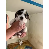Foto dell\'animale Comune di Montemiletto - 380260044479635