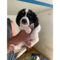 Foto dell\'animale Comune di Montemiletto - 380260044478741