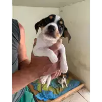 Foto dell\'animale Comune di Montemiletto - 380260044479445
