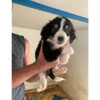 Foto dell\'animale Comune di Montemiletto - 380260044478790