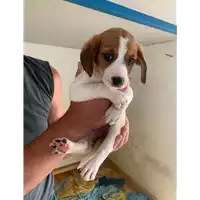 Foto dell\'animale Comune di Montemiletto - 380260044478530