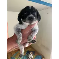Foto dell\'animale Comune di Montemiletto - 380260044479472