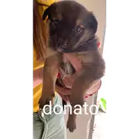 Foto dell\'animale Comune di Grottolella - 380260044442366