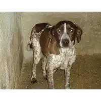 Foto dell\'animale Comune di Prata P. U. - 982009106714739