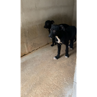 Foto dell\'animale Comune di Altavilla Irpina - 380260044479976