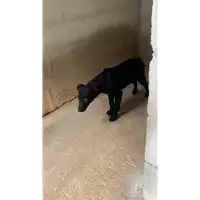 Foto dell\'animale Comune di Altavilla Irpina - 380260044479311