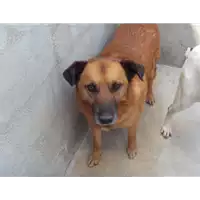 Foto dell\'animale Comune di Altavilla Irpina - 982009101263411