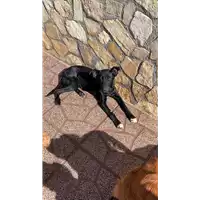 Foto dell\'animale Comune di Paduli - 380260044414972