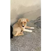 Foto dell\'animale Comune di Paduli - 380260044414936
