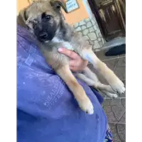 Foto dell\'animale Comune di Paduli - 380260044415374