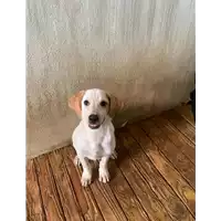 Foto dell\'animale Comune di Paduli - 380260044415051