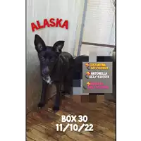 Foto dell\'animale Comune di Paduli - 380260044415275