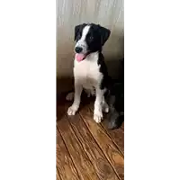 Foto dell\'animale Comune di Paduli - 380260044415243