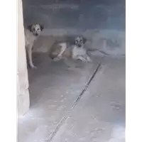 Foto dell\'animale Comune di Montemiletto - 380260044442300