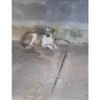 Foto dell\'animale Comune di Montemiletto - 380260044443609