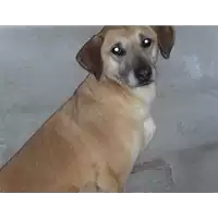 Foto dell\'animale Comune di Amorosi - 941000001169229