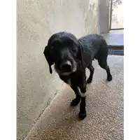 Foto dell\'animale Comune di Vitulano - 380260044868484