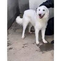 Foto dell\'animale Comune di Capriglia Irpina - 380260044945423
