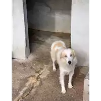 Foto dell\'animale Comune di Altavilla Irpina - 380260044960933