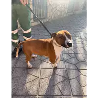 Foto dell\'animale Comune di Capriglia Irpina - 380260044960879
