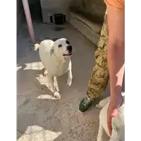 Foto dell\'animale Comune di Amorosi - 380260044868488