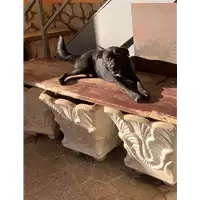 Foto dell\'animale Comune di Puglianello - 380260044869523