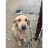 Foto dell\'animale Comune di Paduli - 380260044870203