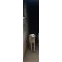 Foto dell\'animale Comune di Roccabascerana - 380260044950577