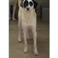 Foto dell\'animale Comune di Roccabascerana - 380260044950533