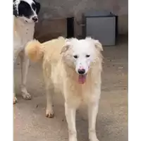 Foto dell\'animale Comune di Roccabascerana - 380260044950432
