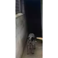Foto dell\'animale Comune di Roccabascerana - 380260044950514