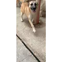 Foto dell\'animale Comune di Montemiletto - 380260044959414